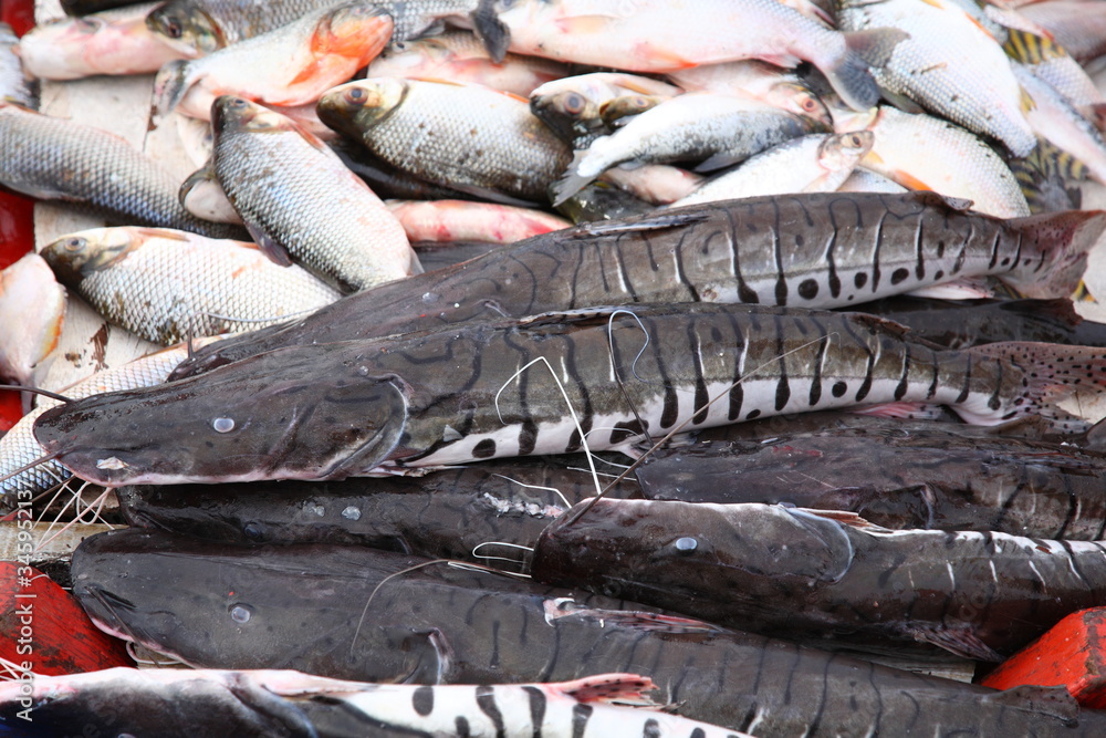 Obraz premium Close up of Amazon fresh Surubim catfish selling on boat in Amazon jungle river, Brazil