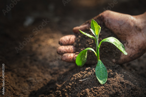Seedlings that grow from perfect soil have the idea of protecting the hands of soil preparation for agricultural cultivation. Soil for gardening, organic farming, soil quality and World Soil Day.