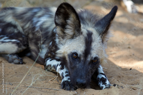 Wild dog lies on the ground and facing the camera photo