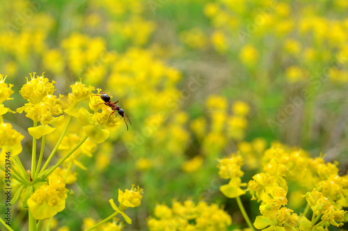 mrówka na żółtej roślinie © robert6666