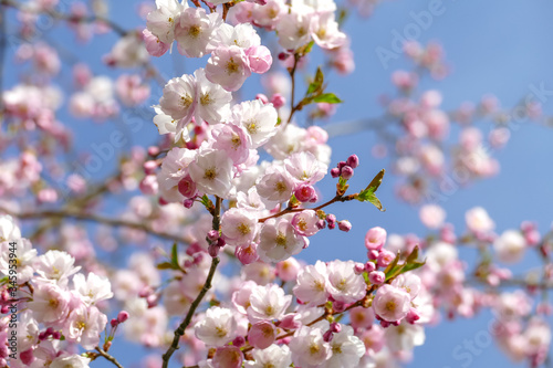 Beautiful pink cherry blossom Sakura flower starting to bloom over the clear blue sky