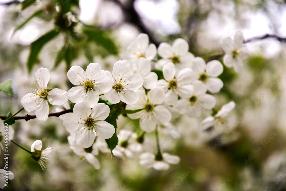 Flowering fruit tree branch. Natural light. Close-up. Flowering fruit tree branch. Natural light. Close-up.