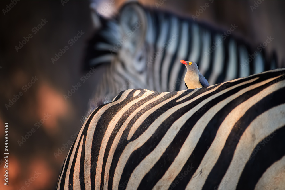 riding zebra in africa