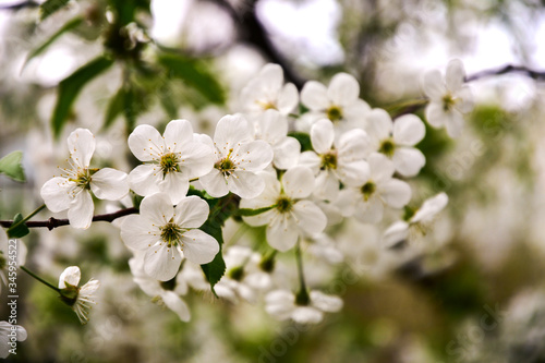 Flowering fruit tree branch. Natural light. Close-up.