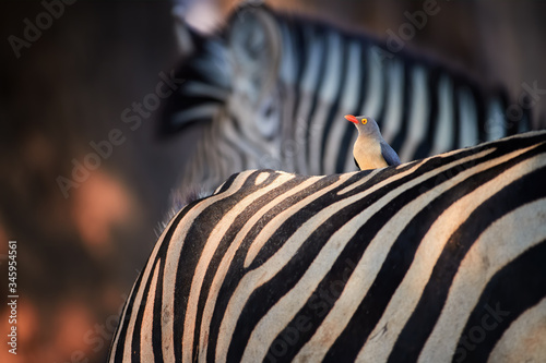 Bird and stripes. African red-billed oxpecker ride on back of zebra, looking for ticks. Mutualism between african animals. Mana Pools, Zimbabwe. photo