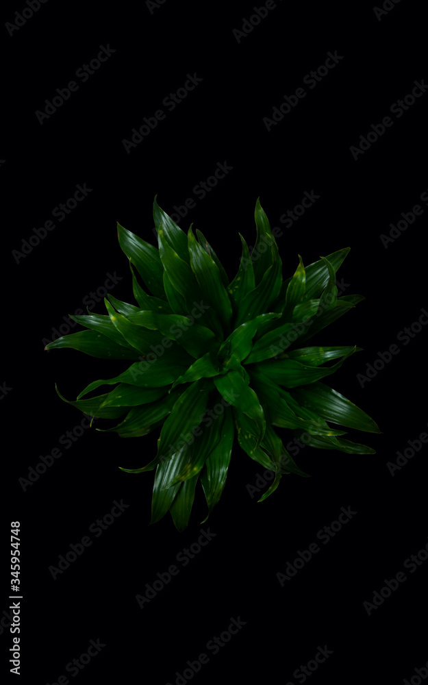 Fototapeta premium Dracena