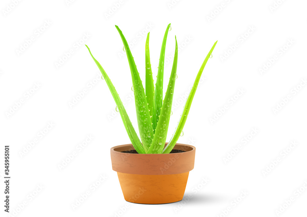Realistic green aloe vera plant with water drops in grunge flower clay pot on white background vector illustration