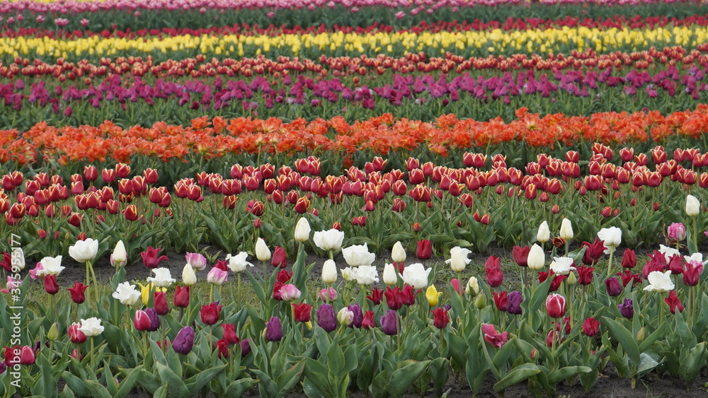 Park with vibrant colors. A lot of blooming tulips. Tulip Exhibition. Field of multi-colored tulips. Floristics, many colored flowers. Lots of tulips. Park with vibrant colors. A lot of blooming tulips. Tulip Exhibition. Field of multi-colored tulips. Floristics, many colored flowers. Lots of tulips.