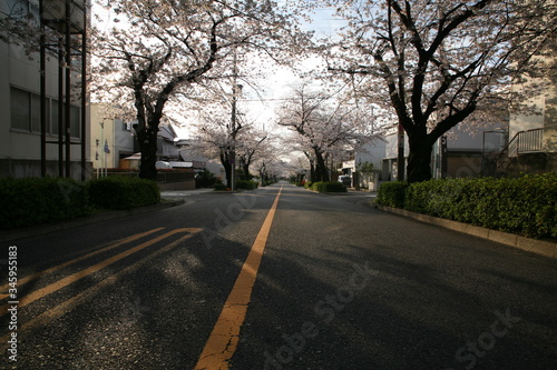 春の朝の桜並木