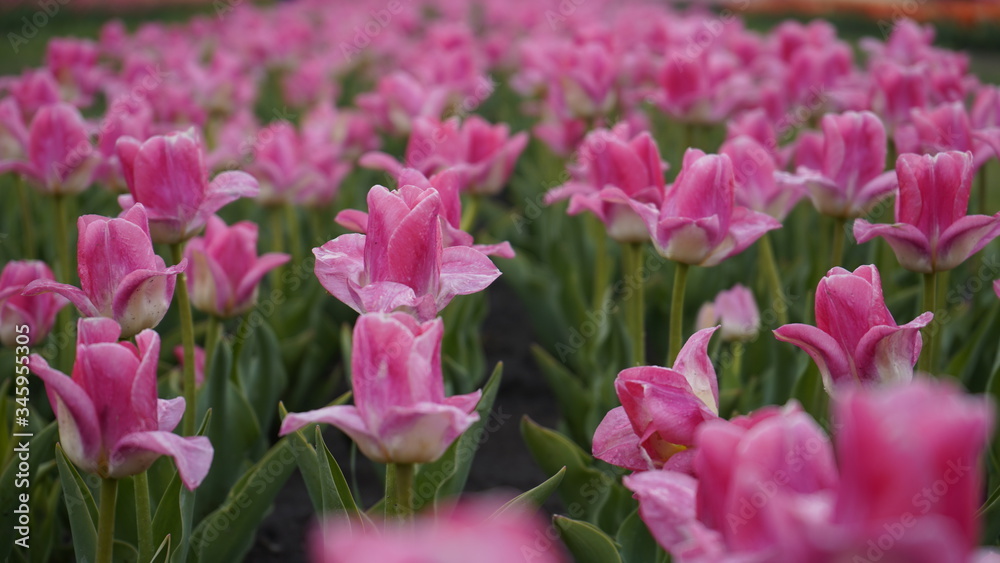 Park with vibrant colors. A lot of blooming tulips. Tulip Exhibition. Field of multi-colored tulips. Floristics, many colored flowers. Lots of tulips. Park with vibrant colors. A lot of blooming tulips. Tulip Exhibition. Field of multi-colored tulips. Floristics, many colored flowers. Lots of tulips.