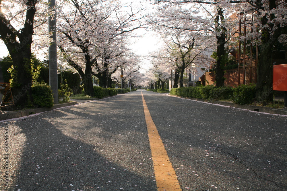 春の朝の桜並木