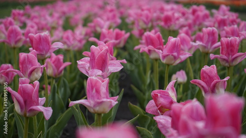 Park with vibrant colors. A lot of blooming tulips. Tulip Exhibition. Field of multi-colored tulips. Floristics, many colored flowers. Lots of tulips.