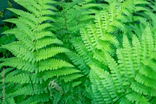 Closeup of fern Dryopteris Affinis leaves in a garden in the Netherlands. 