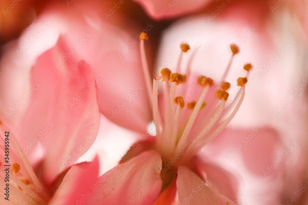 almond flowers almond flowers