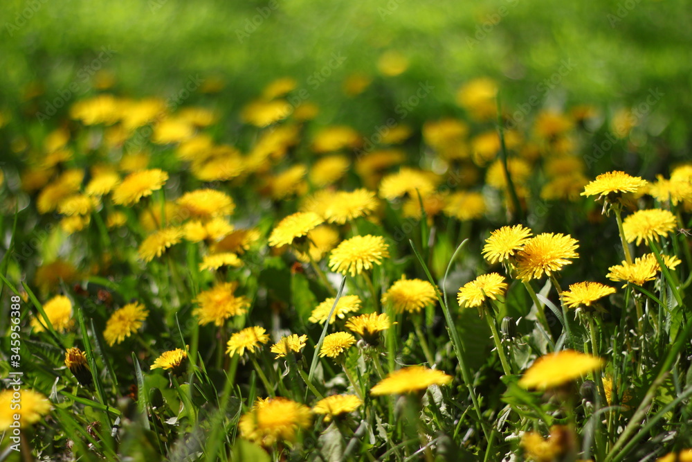 Fototapeta premium field of dandelions
