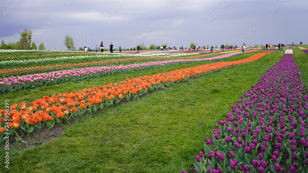 Park with vibrant colors. A lot of blooming tulips. Tulip Exhibition. Field of multi-colored tulips. Floristics, many colored flowers. Lots of tulips.