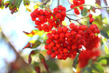 red berries on a tree