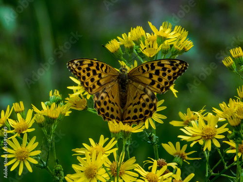 Plakat Motyl.