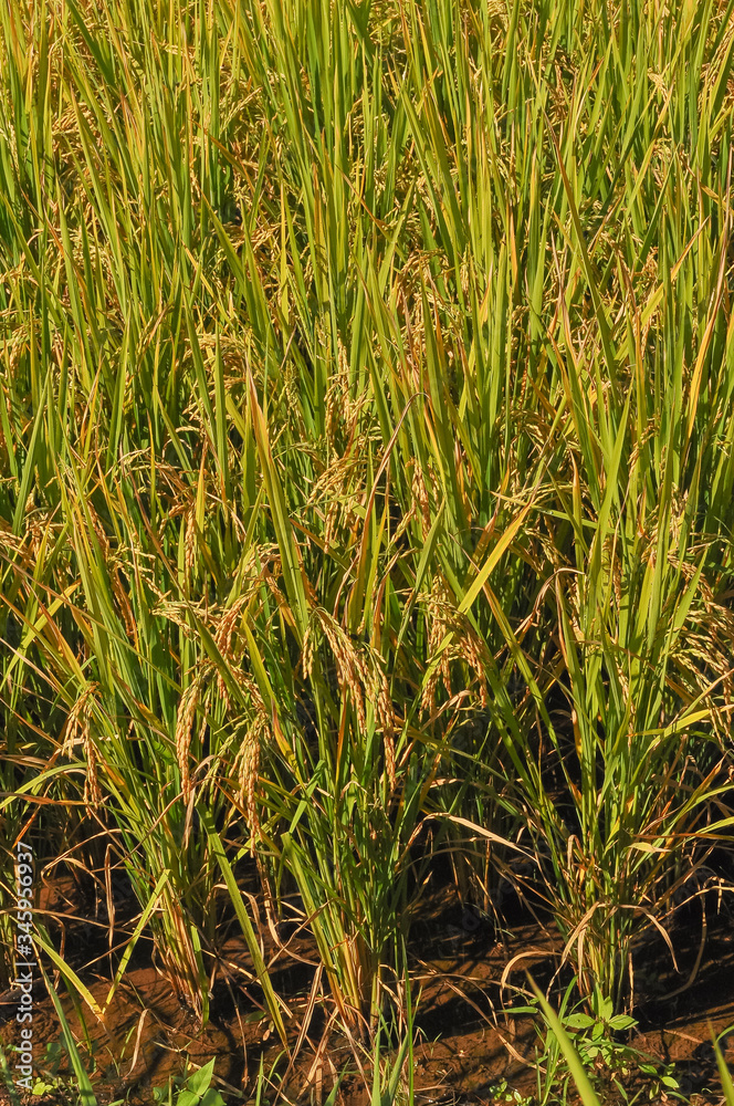 Organic rice Thai jasmine rice in field the favorite meal of Thailand. The famous agriculture product Thailand Organic rice Thai jasmine rice in field the favorite meal of Thailand. The famous agriculture product Thailand