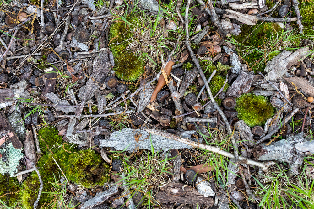 Cluttered forest floor with moss grass and acorn caps background texture