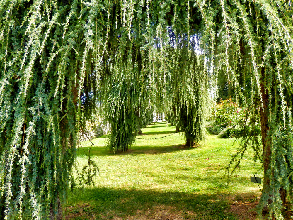 Obraz premium A series of Cedrus deodara Pendula Arches in the Cottage Garden at Eyrignac Manor Garden, Dordogne, France