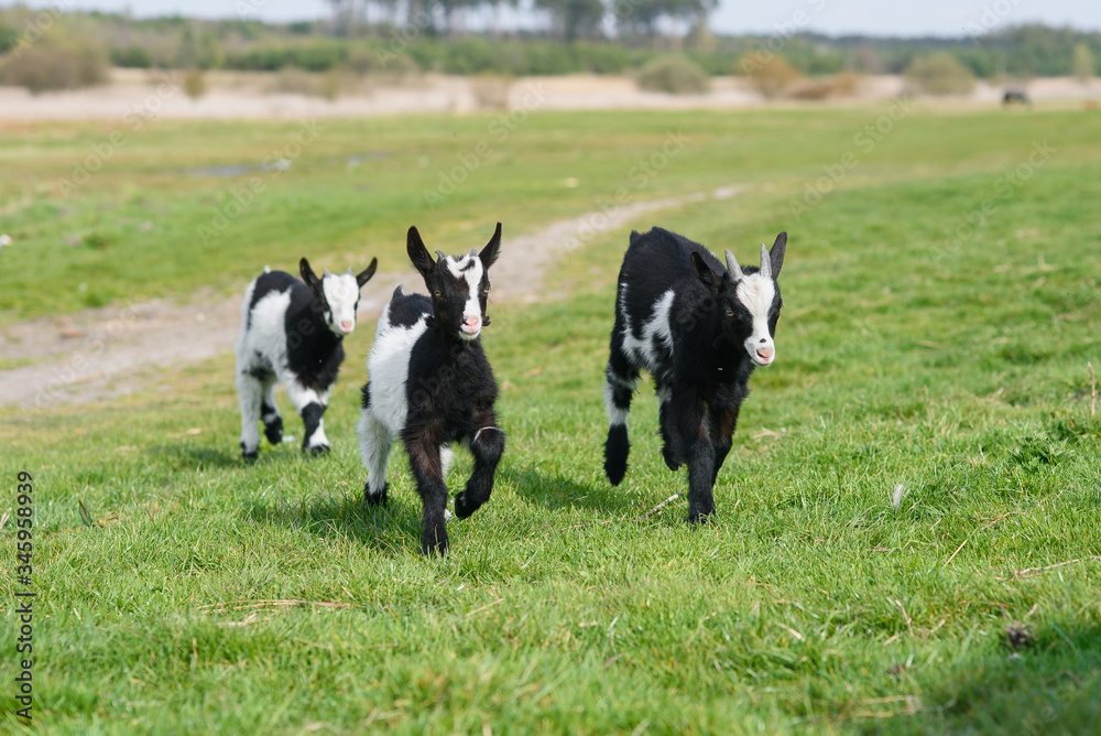 Three goat kids grazing on meadow, wide angle close photo with backlight sun. Three goat kids grazing on meadow, wide angle close photo with backlight sun.