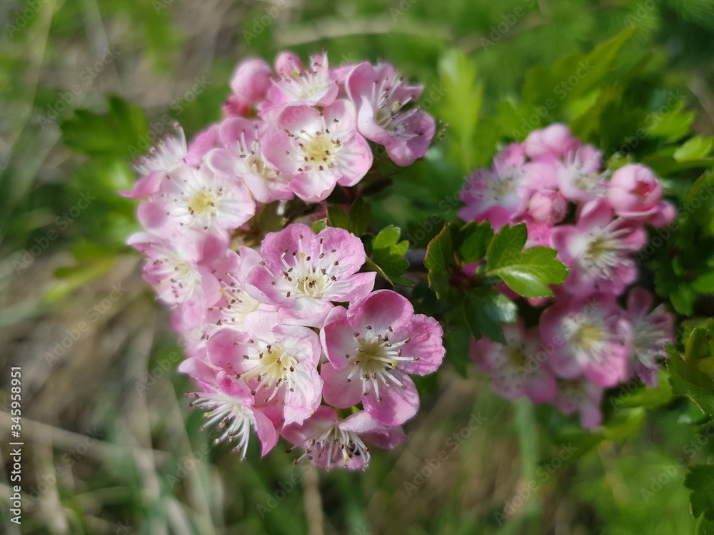 pink and white flowers pink and white flowers