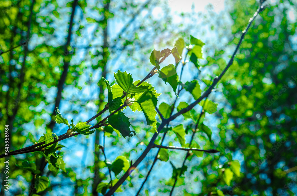 Fototapeta premium vegetation and trees in the forest