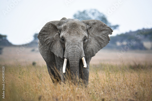 Elefante en el Serenguetti