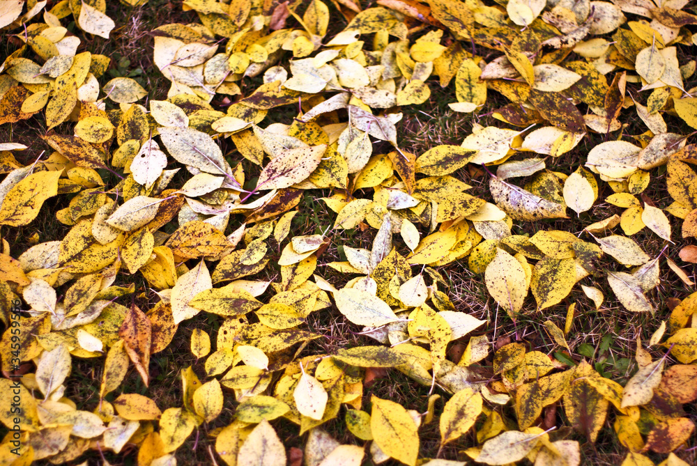 autumn leaves cover the ground