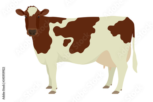 Ayrshire cattle Flat vector illustration Isolated object on white background