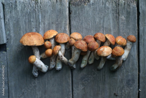 cut mushrooms on wooden boards