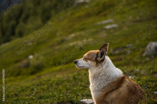 Norwegischer Lundehund