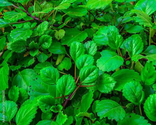 Wallpaper Mural Green Plants at Home Yard Torontodigital.ca