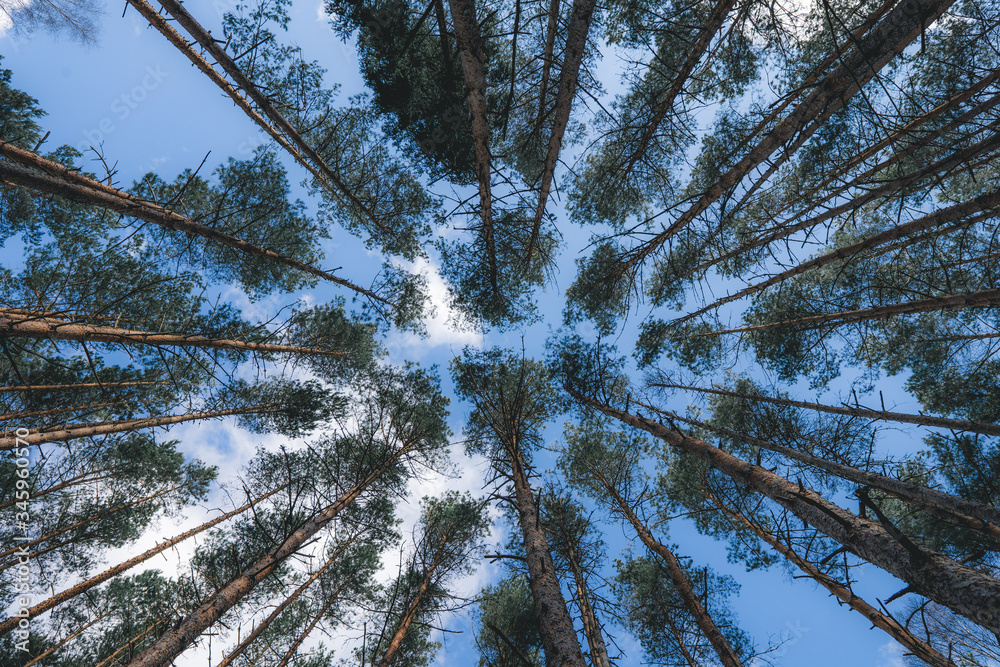 Obraz premium Abstract photos of planted pines near my parents house in Sweden.