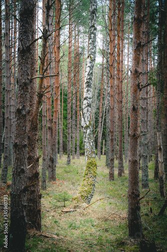 Lonely birch among pines. Swedish forrest