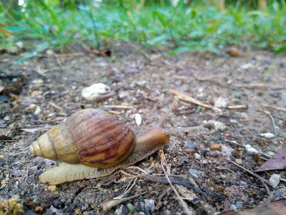Snails on the ground in the garden Snails on the ground in the garden