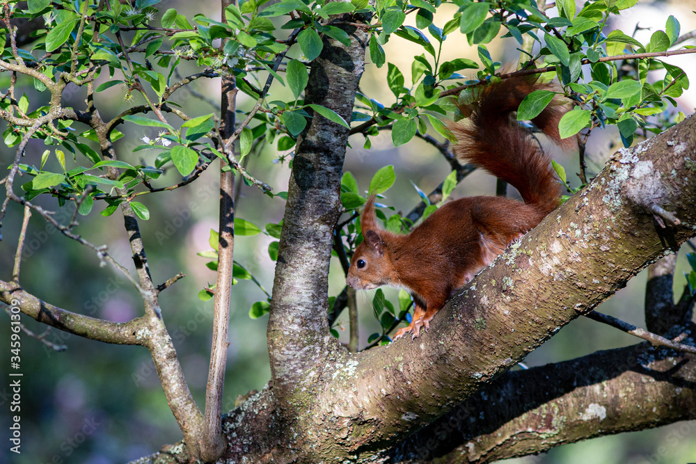 Eichhörnchen im Baum Eichhörnchen im Baum