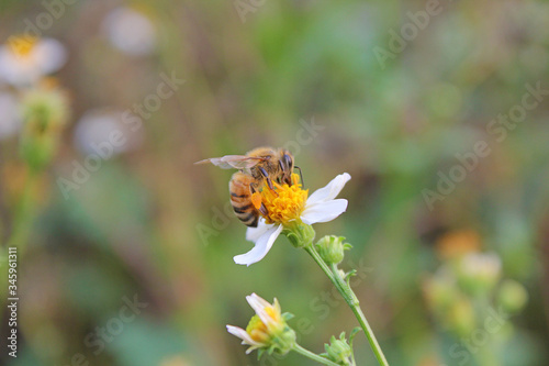 Close up bee on a white flowers. A beautiful garden of daisies blooming in the morning sun with bee.