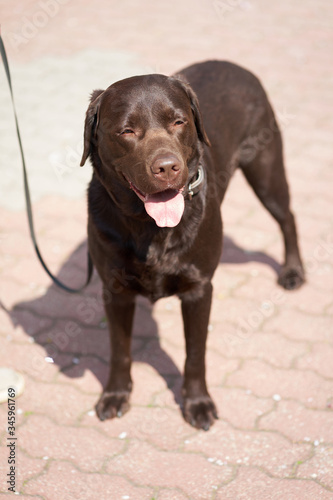 Labrador portrait during dog-walking