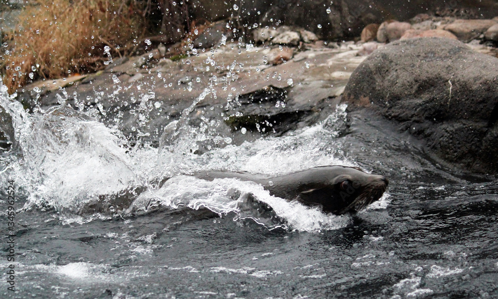 Obraz premium Harbour seal, The harbor (or harbour) seal (Phoca vitulina), also known as the common seal, is a true seal found along temperate and Arctic marine coastlines of the Northern Hemisphere. 