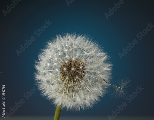 white dandelion head on a blue background