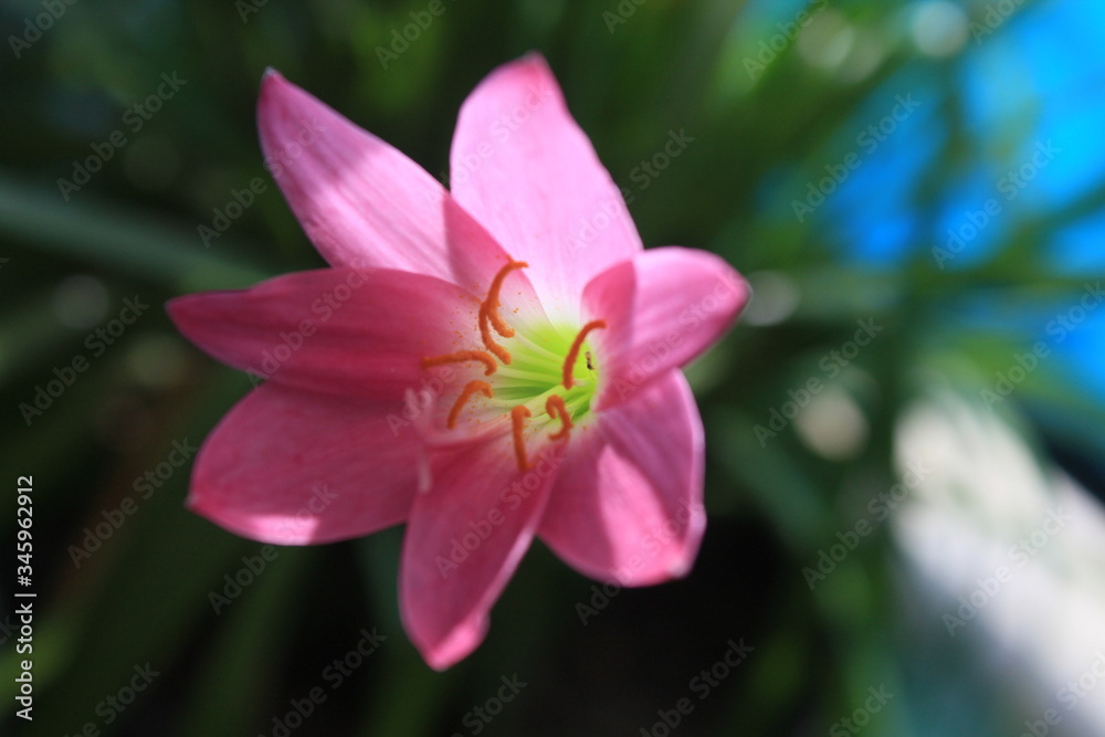 flower in the my mom's garden