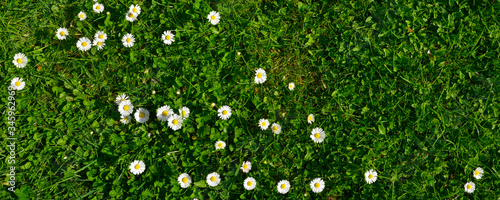Panoramique tapis herbe verte et paquerettes