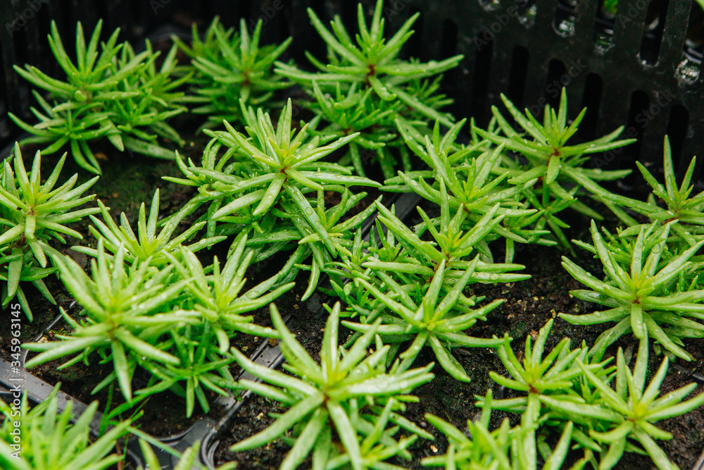 Seedlings in boxes and pots in the store Seedlings in boxes and pots in the store