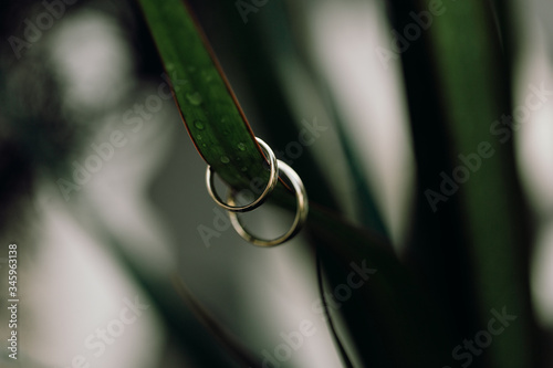 Anillos de boda. Alianzas de novios.