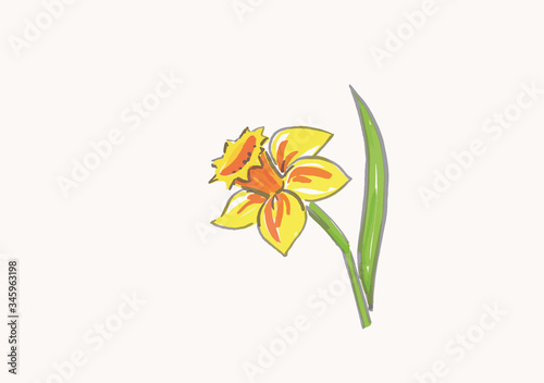 Watercolor narcissus isolated on white bacground.
