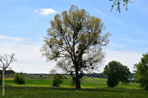 einzelner Sumpfbaum photo