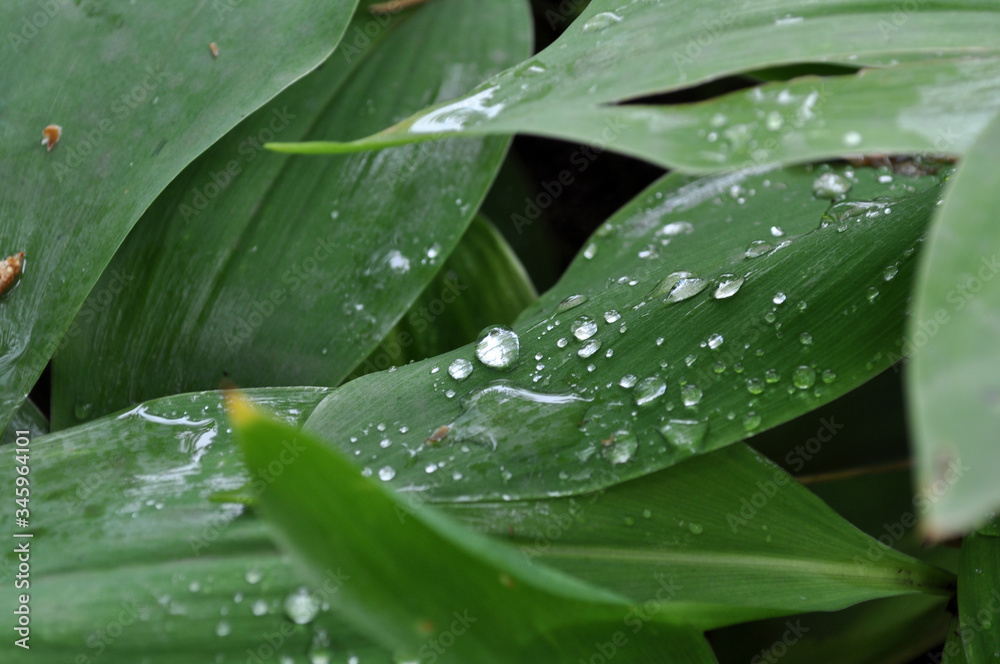 Drops of rain on the leaves of lily of the valley close-up Drops of rain on the leaves of lily of the valley close-up