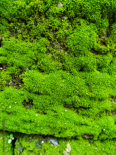 Natural green moss on stone wall